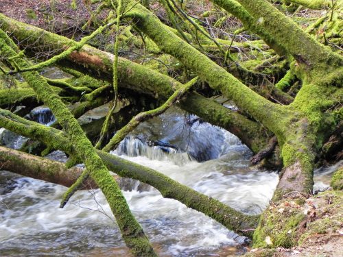 16.-Flowing-past-West-Hollowcombe-Wood-2