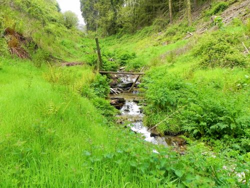 16.-Flowing-through-Chargot-Woods-12
