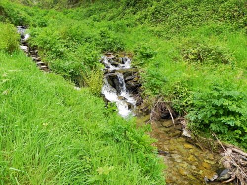 16.-Flowing-through-Chargot-Woods-13
