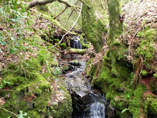 16.-Flowing-through-Luccombe-Plantation-2