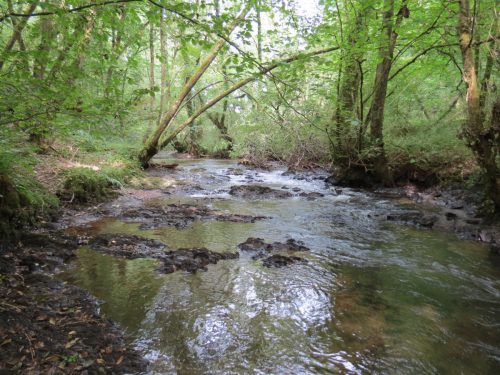 16.-Flowing-through-Muzzy-Grove-Copse
