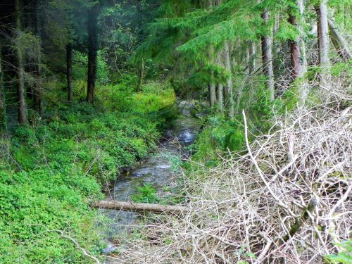 16.-Flowing-through-Pit-Wood-13
