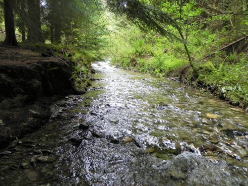 16.-Flowing-through-Pit-Wood-14