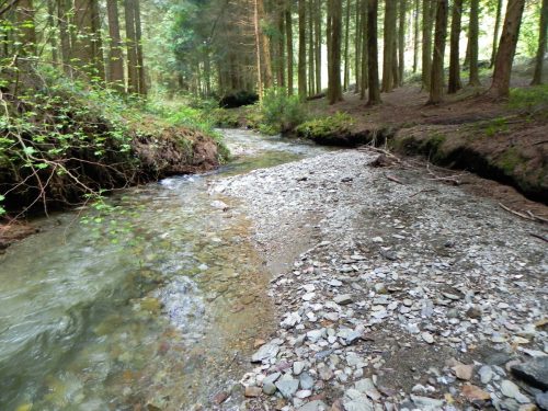16.-Flowing-through-Pit-Wood-15