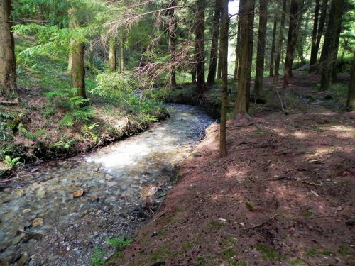 16.-Flowing-through-Pit-Wood-17