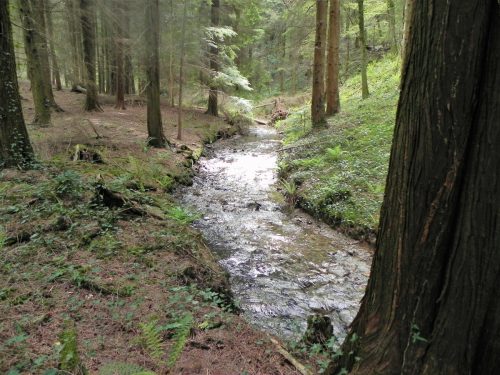 16.-Flowing-through-Pit-Wood-18
