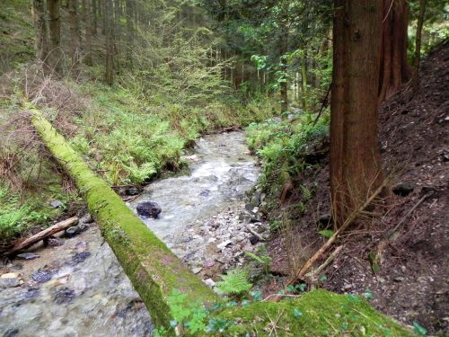 16.-Flowing-through-Pit-Wood-20