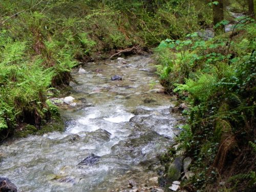 16.-Flowing-through-Pit-Wood-21