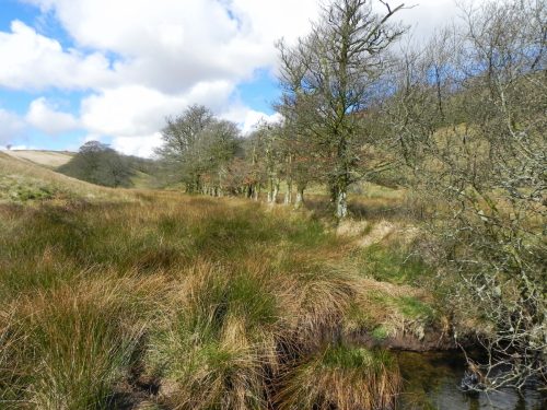 17.-Downstream-from-Long-Holcombe-Water-2