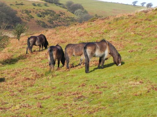 17.-Exmoor-Ponies-above-Hoaroak-Water-2