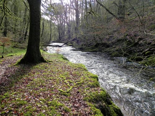 17.-Flowing-past-West-Hollowcombe-Wood-2