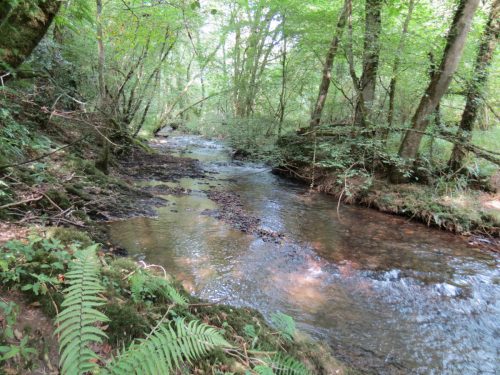 17.-Flowing-through-Muzzy-Grove-Copse
