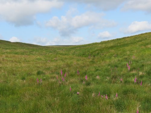 17.-Line-of-stream-beneath-the-grass