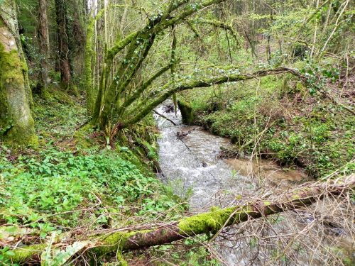 17.-Tributary-stream-joins-from-Rookery-Wood-2