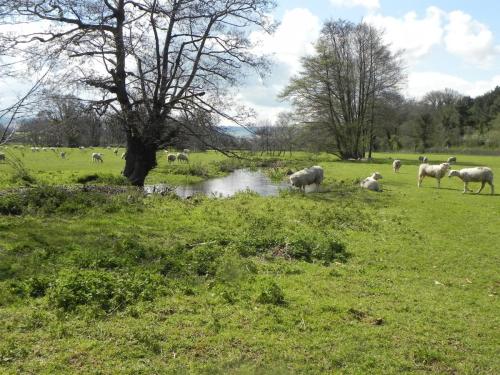17.-Upstream-from-Kentsford-Farm