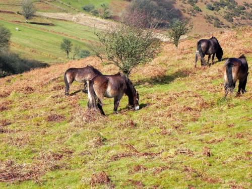 18.-Exmoor-Ponies-above-Hoaroak-Water-2