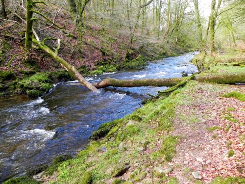 18.-Flowing-past-West-Hollowcombe-Wood-2