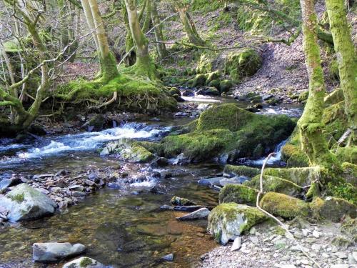 18.-Flowing-through-Shortacombe-Wood-2