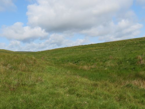 18.-Line-of-stream-beneath-the-grass