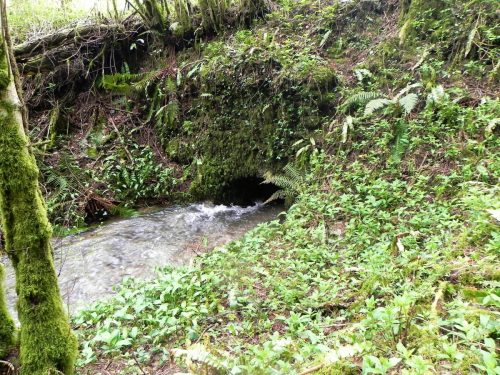 18.-Tributary-stream-joins-from-Rookery-Wood-2