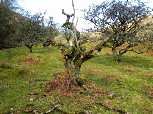 19.-A-dead-hawthorn-Tree-by-Hoaroak-Water-2