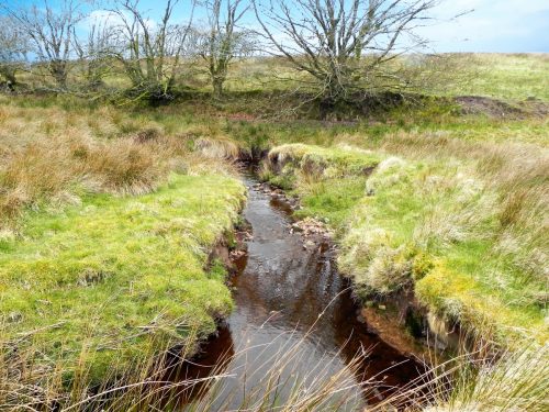 19.-Early-stream-approx-850-metres-from-source-2