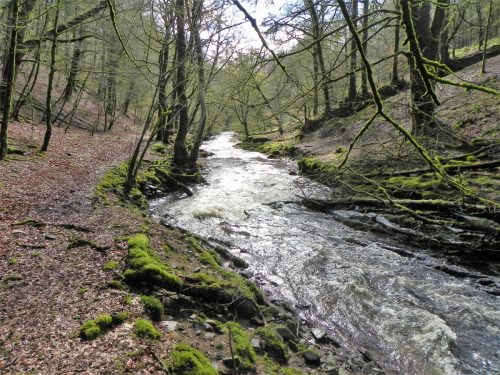 19.-Flowing-past-West-Hollowcombe-Wood-2