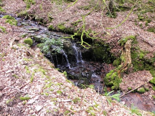 19.-Flowing-through-Luccombe-Plantation-2