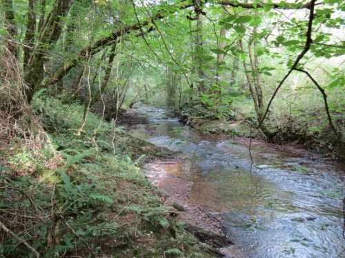 19.-Flowing-through-Muzzy-Grove-Copse