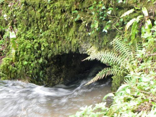 19.-Tributary-stream-joins-from-Rookery-Wood-2