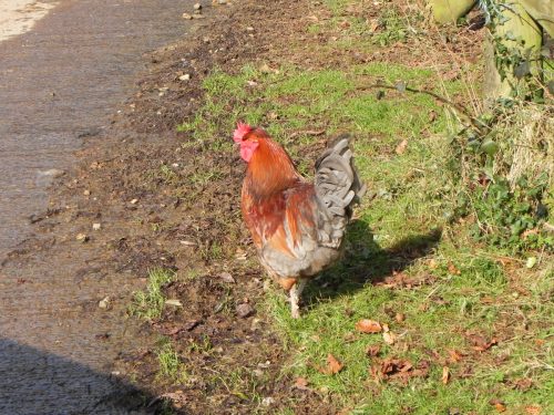 2.-Cockerel-by-Westermill