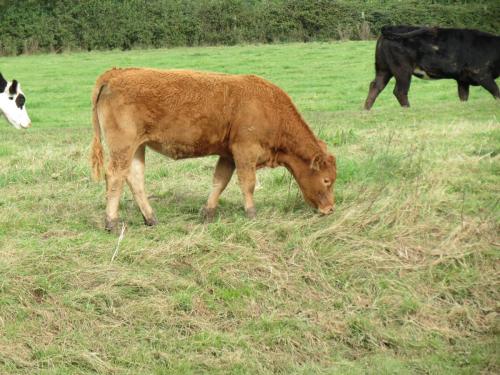 2.-Cows-near-Bathpool