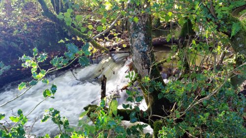 2.-Downstream-from-Harriford-Bridge-3