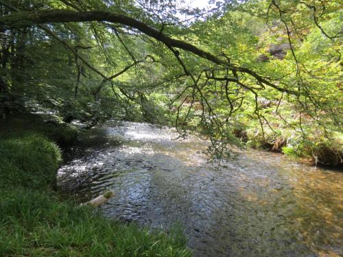 2.-Downstream-from-Lyncombe-below-Road-Hill-13