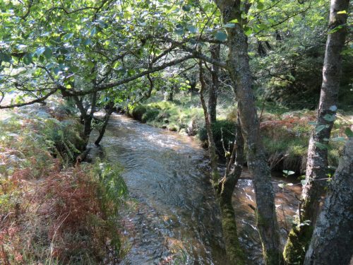 2.-Downstream-from-Lyncombe-below-Road-Hill-16