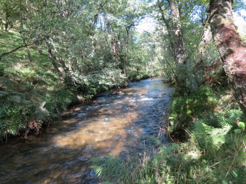 2.-Downstream-from-Lyncombe-below-Road-Hill-17