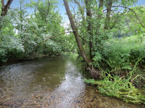 2.-Downstream-from-Week-Bridge-11