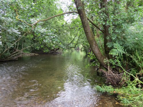 2.-Downstream-from-Week-Bridge-12