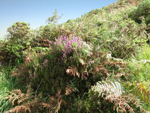 2.-Heather-on-approach-to-Long-Chains-Combe-1