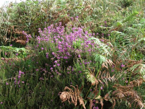 2.-Heather-on-approach-to-Long-Chains-Combe-2