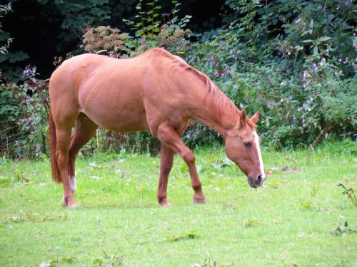 2.-Horse-by-Stawley-Mill-2