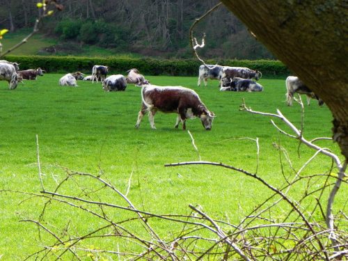 2.-Longhorn-Cattle-by-Dunster-Castle-2