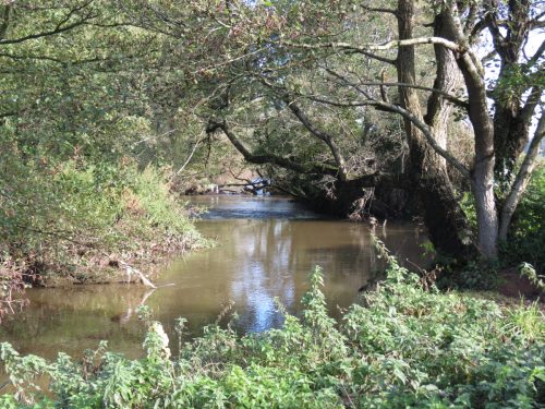 2.-Looking-downstream-to-Nynehead-Park-weir