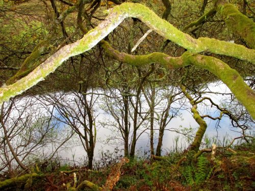 2.-Nutscale-Water-reservoir-feed-7