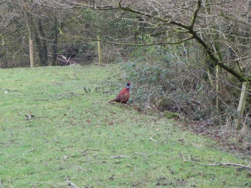 2.-Pheasant-by-Kents-Weir