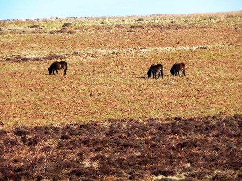 2.-Ponies-on-Hoccombe-Hill-2