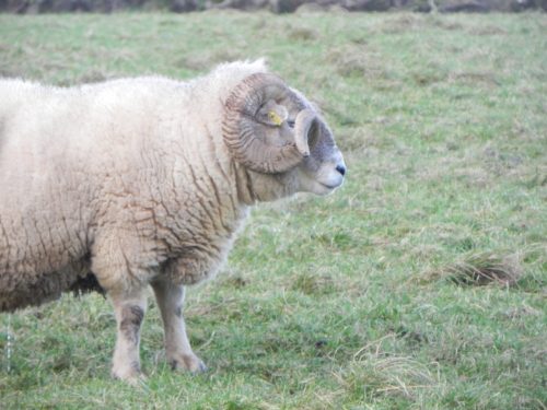 2.-Ram-by-Wimbleball-Lake