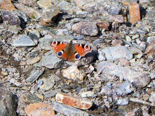 2.-Red-Amiral-Butterfly-near-Cornham-Ford-2