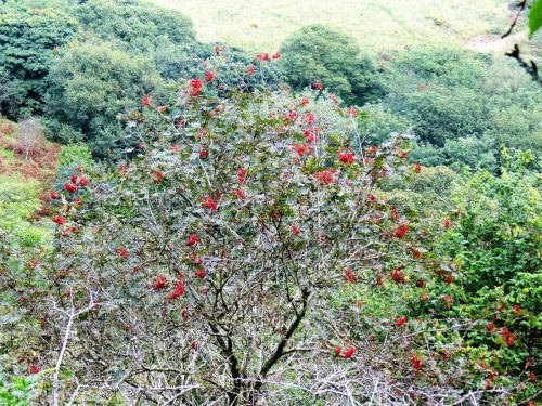 2.-Rowan-tree-above-River-Tone-near-Stolford-2