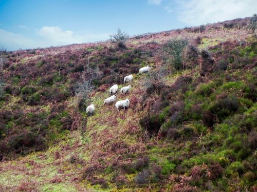 2.-Sheep-above-Weir-Water-2